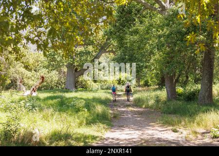 Vue arrière de divers couples avec sacs à dos trekking sur le chemin dans la forêt ensoleillée, espace copie Banque D'Images