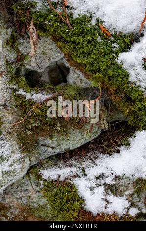 La mousse et la neige fraîche entourent deux trous dans un visage de roche, créant; 'homme de la soie". Réserve de Walt's Woods Land Trust, comté de Door, Wisconsin Banque D'Images