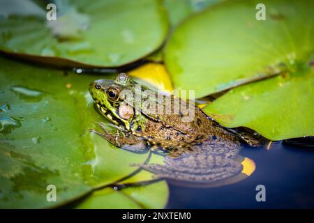 Gros plan du stock image d'une grenouille verte commune dans l'eau avec des tampons de nénuphars. Banque D'Images