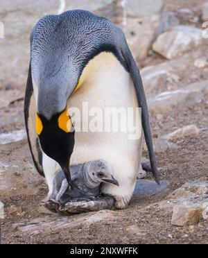 King Penguin s'occupant de sa poussette sur ses pieds ou de ses palmes à Bluff Cove sur les îles Falkland Banque D'Images