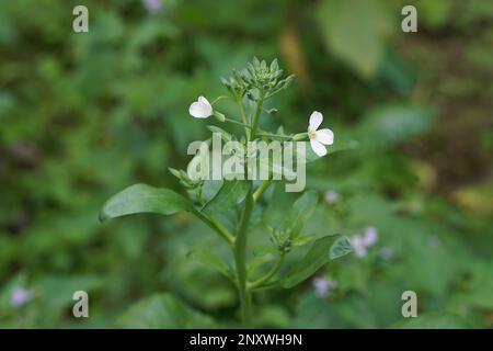 Blanc quatre fleurs sauvages pétale poussant sur l'arbre, Raphanus sativus var.. Plante oleiformis, fleur de Spinacia oleracea, plante de radis et fleurs blanches Banque D'Images