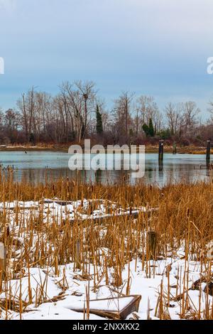 Chute de neige légère sur un marais côtier de Steveston Colombie-Britannique Canada Banque D'Images