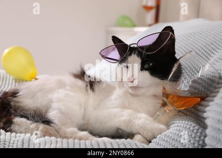 Chat mignon avec des lunettes de soleil et un verre d'alcool sur le lit à la maison. Après la fête, la gueule de bois Banque D'Images
