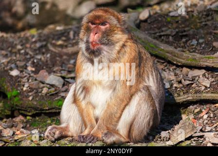 Singe debout sur le sol . Singe mâle à l'habitat Banque D'Images