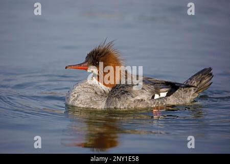 Femelle commune Merganser nageant dans l'étang, Alberta, Canada. Mergus merganser Banque D'Images