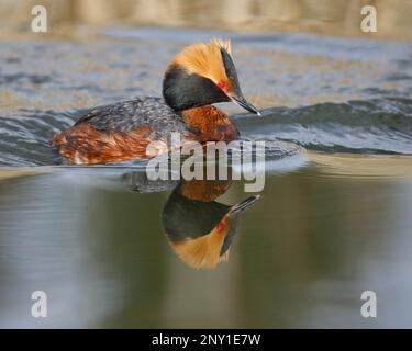 Corned grebe dans la natation dans l'eau du lac, Canada. Podiceps auritus Banque D'Images