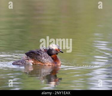 Oiseau parent de Grebe corné avec un poussin sur le dos des parents et l'autre nage à proximité. Canada. Podiceps auritus Banque D'Images