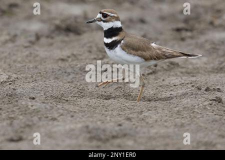 Killdeer paver le sol avec un pied pour remuer le mouvement des proies sur la rive de la boue à Weaselhead Flats, Calgary, Canada. Charadrius vociferus Banque D'Images