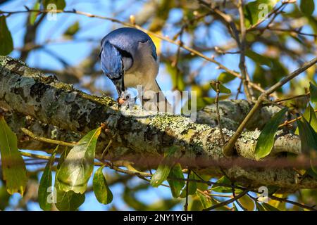 Blue jay travaille dur pour ouvrir un gland tout en étant perché sur une branche d'arbre Banque D'Images