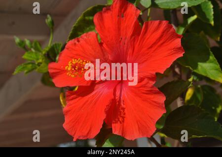 Fleur rouge hibiscus floraison avec des feuilles et porche au-dessus de l'arrière-plan. Banque D'Images