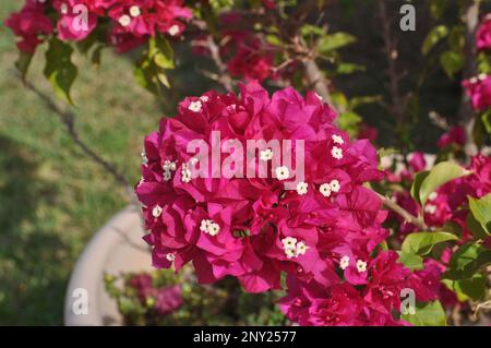 Barbara Karst Bougainvillea plante aux fleurs roses chaudes qui fleurit dans un pot Banque D'Images