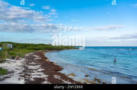 Mahahual, Quintana Roo, Mexique, Un paysage avec une attaque de sargassum sur une plage de la mer des Caraïbes Banque D'Images