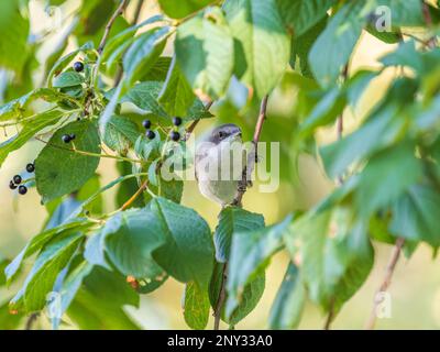 La chiffballe commune, lat. phylloscopus collybita, assis sur la branche de la brousse au printemps et à la recherche de nourriture. Mignonne petite paruline. Songbird dans la faune. Banque D'Images