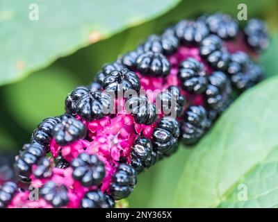 Gros plan des baies noires pourpres de phytolacca acinosa également connues sous le nom de pokeweeds, pokebush, pokeberry, pokeroot ou poke sallet. Baies de violet foncé profond de Banque D'Images