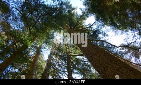 Vue sur le bas des arbres avec des sommets verts. Créatif. Beaux grands arbres en forêt avec des sommets verts. Forêt avec des sommets verts sur fond bleu ciel sur ensoleillé Banque D'Images