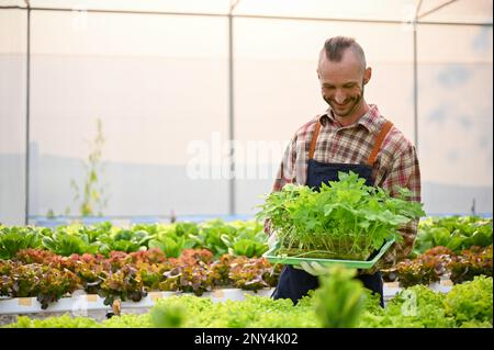 Souriant et heureux fermier de race blanche tenant un plateau de semis de légumes, fier de sa qualité de semis, travaillant dans la serre. Banque D'Images