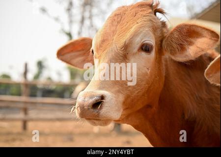 Image en gros plan de la vache brune marchant dans le champ de cowshed. concept de l'industrie de l'élevage d'animaux Banque D'Images