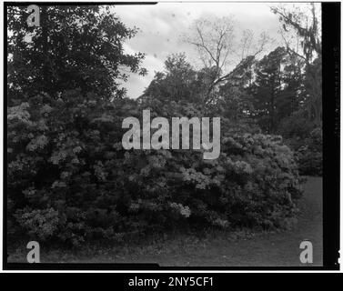 Middleton place, Ashley River vic., comté de Dorchester, Caroline du Sud. Carnegie Etude de l'architecture du Sud. États-Unis Caroline du Sud Dorchester County Ashley River vic, Azaleas. Banque D'Images