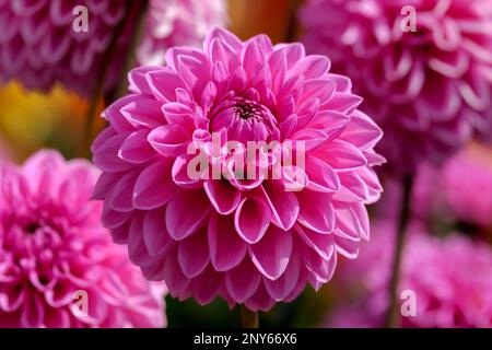 Dahlias (Dahlia) variété Sandra Banque D'Images