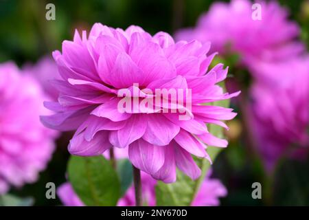 Dahlias (Dahlia), variété Karma Lagoon Banque D'Images