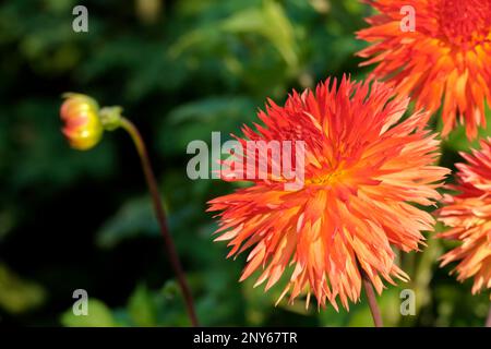 Dahlia (Dahlia) Banque D'Images