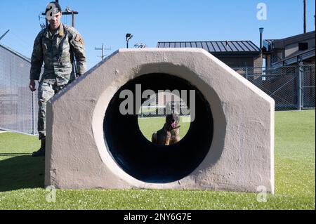 ÉTATS-UNIS Le sergent d'état-major de la Force aérienne Charles Gaines, entraîneur militaire de chien de travail de l'escadron 47th des forces de sécurité, prépare le chien de travail militaire Toku à traverser un tunnel dans la zone d'entraînement de chien de travail militaire de l'escadron 47th des forces de sécurité à la base aérienne de Laughlin, Texas, le 13 janvier 2023. Les chiens de travail militaires ont prouvé une variété de services, y compris la détection des explosifs et des recherches de drogues, le suivi du personnel et des suspects, la patrouille des zones restreintes et la protection des installations militaires. Banque D'Images