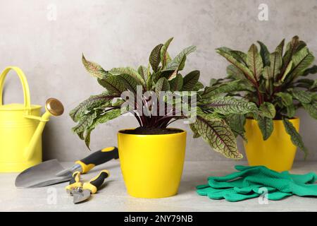 Plantes d'étrel en pot et outils de jardinage sur table gris clair Banque D'Images