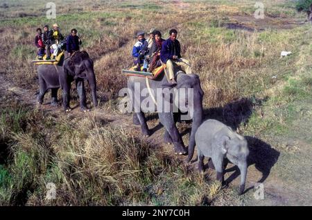 Touristes un éléphant de retour au parc national de Kaziranga, Assam, Nord-est, Inde, Asie Banque D'Images