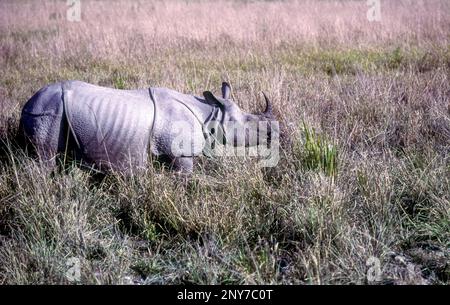 Le Grand Indien, Parc national des Rhinceros Kaziranga, Assam, Nord-est, Inde, Asie Banque D'Images