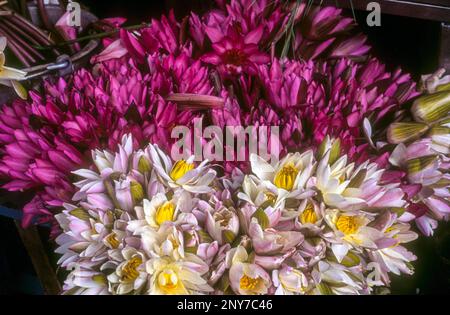 Nénuphars rouges indiens (Nymphaea rubra) devant le temple de Manakula Vinayagar pour les ventes à Puducherry Pondichéry, Inde du Sud, Inde, Asie Banque D'Images