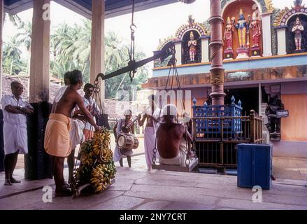 Thulabaram offrande de bananes plantains à son poids à Varkala Janardhana swamy temple 2000 ans temple Kerala, Inde du Sud, Inde, Asie Banque D'Images