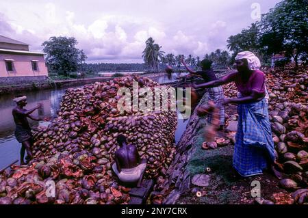 Traitement du fibre de coco petite industrie. Matière première le husk de noix de coco est recueilli et transporté dans les eaux de Kodungaloor, Kodungallur, Kerala, Sud Banque D'Images