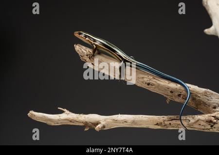 Un jeune scinque JJapanese à cinq lignes tenant sur une branche d'arbre. Arrière-plan noir. Prise de vue en studio. Banque D'Images