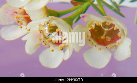 Fond floral délicat. Films. Vue macro d'un bourgeon fleuri doux placé sous l'eau Banque D'Images