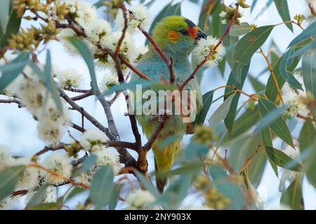 Lorikeet à couronne violette - Glossopsitta porphyrocephala aussi porphyre-couronné ou à couronne bleue ou à capuchon violet Lorikeet, lory, cowara et à capuchon violet Banque D'Images