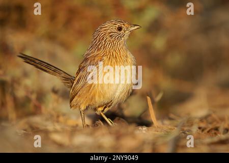 WESTERN Grasswren - Amytornis textilis aussi herbwren à bec épais ou textile wren, petit oiseau australien endémique principalement terrestre, plumage brun St Banque D'Images