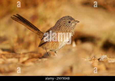 WESTERN Grasswren - Amytornis textilis aussi herbwren à bec épais ou textile wren, petit oiseau australien endémique principalement terrestre, plumage brun St Banque D'Images