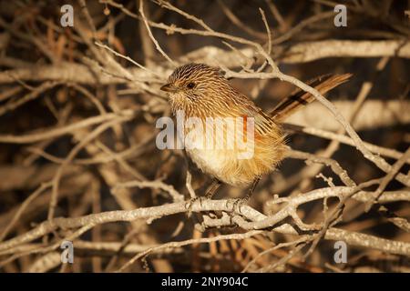 WESTERN Grasswren - Amytornis textilis aussi herbwren à bec épais ou textile wren, petit oiseau australien endémique principalement terrestre, plumage brun St Banque D'Images