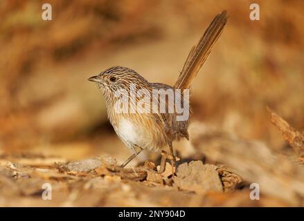 WESTERN Grasswren - Amytornis textilis aussi herbwren à bec épais ou textile wren, petit oiseau australien endémique principalement terrestre, plumage brun St Banque D'Images