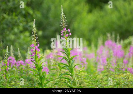 Une herbe à feu rose en fleurs ou une plante de willowherb sur le fond d'une prairie avec un beau fond flou de la saison estivale Banque D'Images