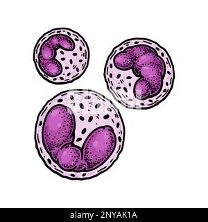 Leucocytes basophiles globules blancs isolés sur fond blanc. Illustration de vecteur de microbiologie scientifique dessiné à la main dans un style d'esquisse Illustration de Vecteur