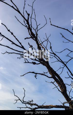 L'arbre ancien et complètement sec poussant contre le ciel bleu. Banque D'Images