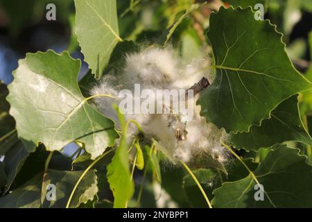 Gros plan des feuilles de bois de coton du Nebraska . Photo de haute qualité Banque D'Images