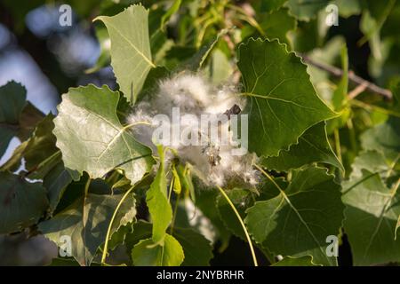 Gros plan des feuilles de bois de coton du Nebraska . Photo de haute qualité Banque D'Images