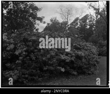 Middleton place, Ashley River vic., comté de Dorchester, Caroline du Sud. Carnegie Etude de l'architecture du Sud. États-Unis Caroline du Sud Dorchester County Ashley River vic, Azaleas. Banque D'Images