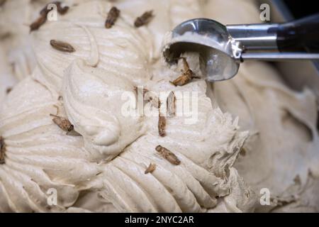 Rottenburg am Neckar, Allemagne. 01st mars 2023. Thomas Micolino, propriétaire d'Eiscafé Rino, portions de glace, dans un bol. La glace de cricket se compose en partie de la farine de cricket est décorée avec des criquets séchés (à dpa 'Une boule de craepy-crawlies avec la crème? Le vendeur de crème glacée s'appuie sur les insectes) Credit: Marijan Murat/dpa/Alamy Live News Banque D'Images