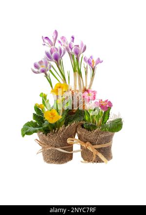 Fleurs printanières dans des pots décorés isolés sur fond blanc. Fleurs de jonquilles, de crocus et de primuls. Banque D'Images