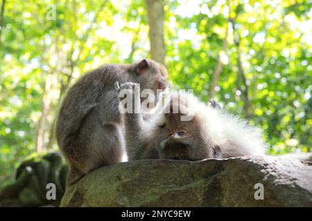 Gros plan d'un singe cynomolgus adulte éclairé au soleil, allongé sur son dos sur une dalle de pierre, frappé par un autre singe, forêt tropicale diffusée en arrière-plan. Banque D'Images