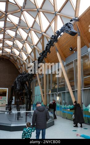 Dippy la réplique de Diplodocus au musée Herbert Art Galley and Museum, Coventry, Royaume-Uni Banque D'Images