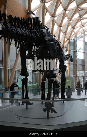 Dippy la réplique de Diplodocus à la galerie d'art et musée Herbert, Coventry, Royaume-Uni Banque D'Images